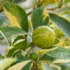 Pink Variegated Eureka Lemon Tree 1 Pink Variegated Eureka Lemon Tree -Nature Garden Store Variegated Pink Eureka FGT 600x600 28047feb ac18 41c2 bc96 59d832f1d942