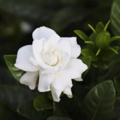 Gardenia 'Veitchii' Shrub 7 Gardenia 'Veitchii' Shrub -Nature Garden Store Veitchii Gardenia 2 FGT