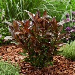 Coppertop® Sweet Viburnum Shrub -Nature Garden Store Viburnum Coppertop 2