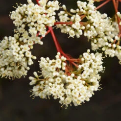 Coppertop® Sweet Viburnum Shrub -Nature Garden Store Viburnum Coppertop 3