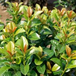 Volcano Cherry Laurel -Nature Garden Store Volcano Laurel 3 FGT