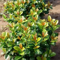 Volcano Cherry Laurel -Nature Garden Store Volcano Laurel 4