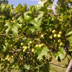 Wine Lover's Kit -Nature Garden Store WIne Lovers Kit 2