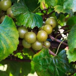 Wine Lover's Kit -Nature Garden Store WIne Lovers Kit 3