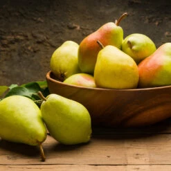 Warren Pear Tree -Nature Garden Store Warren Pear Tree 1