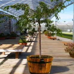 Weeping Extraordinaire™ Cherry Tree 11 Weeping Extraordinaire™ Cherry Tree -Nature Garden Store Weeping Extraordinaire Cherry 1