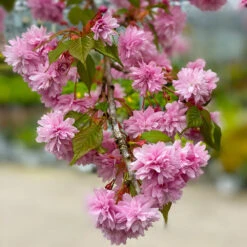 Weeping Extraordinaire™ Cherry Tree 12 Weeping Extraordinaire™ Cherry Tree -Nature Garden Store Weeping Extraordinaire Cherry 2