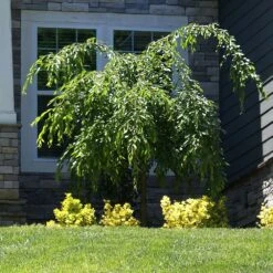 Weeping Extraordinaire™ Cherry Tree 10 Weeping Extraordinaire™ Cherry Tree -Nature Garden Store Weeping Extraordinaire Cherry 4