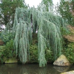 Weeping Blue Atlas Cedar Tree -Nature Garden Store Weeping Blue atlas Cedar 1
