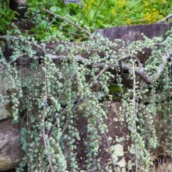 Weeping Blue Atlas Cedar Tree -Nature Garden Store Weeping Blue atlas Cedar 5 FGT