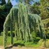Weeping Blue Atlas Cedar Tree -Nature Garden Store Weeping Blue atlas Cedar FGT 600x600 620d59be 203f 4004 b56d 59c520d54305