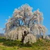 Weeping Yoshino Cherry Tree -Nature Garden Store Weeping Yoshino Cherry 600x600 a651f7d0 537b 4dfb 8619 ebabb2d54c44