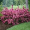 Sonic Bloom® Weigela Shrub -Nature Garden Store Weigela Sonic Bloom Pink FGT 600x600 b76c560e 7c40 440b 8368 37b9949f794e