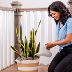 Air-Purifying House Plant Kit -Nature Garden Store Whie Watering Can 2 af5196b4 a77c 4b15 b895 8aae9ad1b861