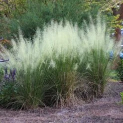 White Cloud Muhly Grass -Nature Garden Store White Cloud Muhly Grass 4 FGT