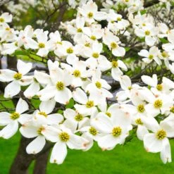 White Dogwood -Nature Garden Store White Dogwood 19 FGT