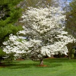 White Dogwood -Nature Garden Store White Dogwood 7 FGT