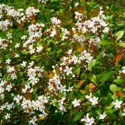 Snow White Indian Hawthorn Shrub 7 Snow White Indian Hawthorn Shrub -Nature Garden Store White Indian Hawthorn 1