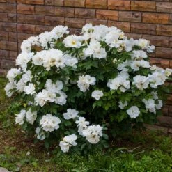 White Knock Out® Rose -Nature Garden Store White Knockout Rose 4
