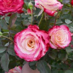 White Lies™ Rose Shrub -Nature Garden Store White Lies Rose 2
