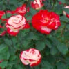 White Lies™ Rose Shrub -Nature Garden Store White Lies Rose FGT 600x600 ad66844f 0e26 4de5 81c1 d75d4dec16f7