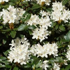 White Rhododendron 7 White Rhododendron -Nature Garden Store White Rhododendron 2 FGT