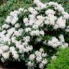 White Rhododendron -Nature Garden Store White Rhododendron FGT 600x600 2e6f5762 d561 4abf be22 376d963cbe0f