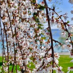 White Weeping Cherry Tree -Nature Garden Store White Weeping Cherry 3 FGT