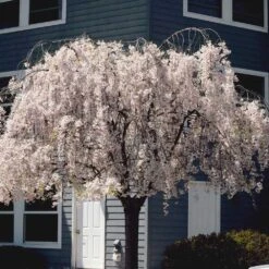 White Weeping Cherry Tree -Nature Garden Store White Weeping Cherry 6