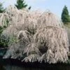 White Weeping Cherry Tree -Nature Garden Store White Weeping Cherry FGT 600x600 2772d3e2 e793 4828 9adb a164daf8ea05