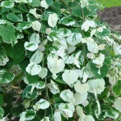 Whitewater Redbud Tree 8 Whitewater Redbud Tree -Nature Garden Store Whitewater Redbud 2