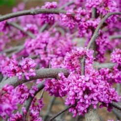 Whitewater Redbud Tree 9 Whitewater Redbud Tree -Nature Garden Store Whitewater Redbud 3