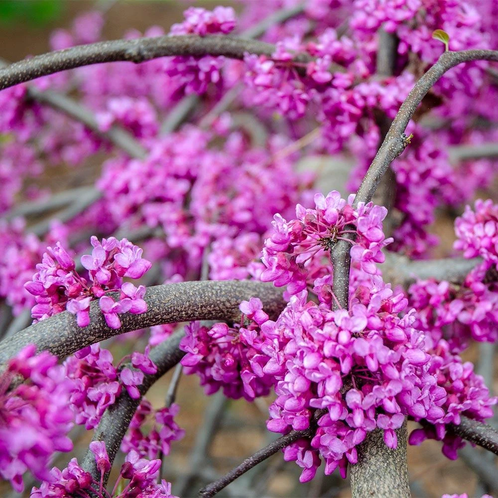 Whitewater Redbud Tree 6 Whitewater Redbud Tree - Image 4