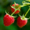 Willamette Red Raspberry Bush -Nature Garden Store Wiliamette Raspberry FGT 600x600 f266ea61 ef46 4719 9b73 2def5407c6b2