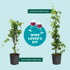 Tara Scuppernong Grape 9 Tara Scuppernong Grape -Nature Garden Store Wine Lovers Kit Graphic 301366c6 ebcf 4d94 ad77 06f0e938ca39