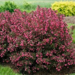 Wine & Roses® Weigela Shrub -Nature Garden Store Wine and Roses Weigela 2 FGT