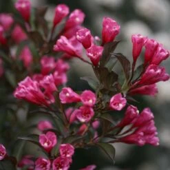 Wine & Roses® Weigela Shrub -Nature Garden Store Wine and Roses Weigela 3 FGT