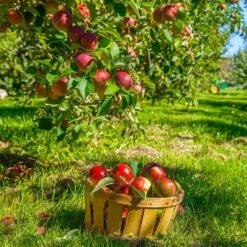 Winesap Apple Tree -Nature Garden Store Winesap Apples 1
