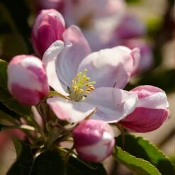 Winesap Apple Tree -Nature Garden Store Winesap Apples 3