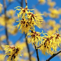 Common Witch Hazel Shrub 11 Common Witch Hazel Shrub -Nature Garden Store Witch Hazel 1