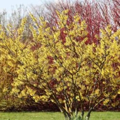 Common Witch Hazel Shrub 10 Common Witch Hazel Shrub -Nature Garden Store Witch Hazel 6
