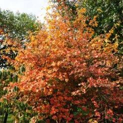 Common Witch Hazel Shrub 12 Common Witch Hazel Shrub -Nature Garden Store Witch Hazel 7