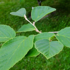 Diane Witch Hazel Shrub 10 Diane Witch Hazel Shrub -Nature Garden Store Witch Hazel Diane 2