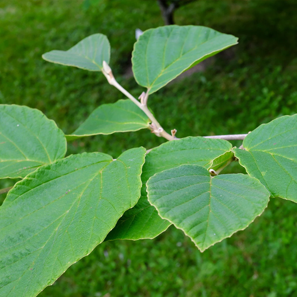 Diane Witch Hazel Shrub 6 Diane Witch Hazel Shrub - Image 4