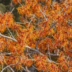 Jelena Witch Hazel Shrub 12 Jelena Witch Hazel Shrub -Nature Garden Store Witch Hazel Jelena 1