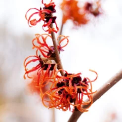 Jelena Witch Hazel Shrub 11 Jelena Witch Hazel Shrub -Nature Garden Store Witch Hazel Jelena 2