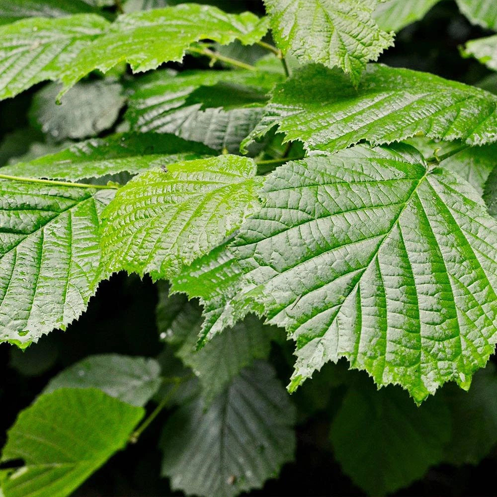 Jelena Witch Hazel Shrub 7 Jelena Witch Hazel Shrub - Image 5