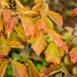 Jelena Witch Hazel Shrub 14 Jelena Witch Hazel Shrub -Nature Garden Store Witch Hazel Jelena 5
