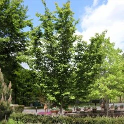 Jelena Witch Hazel Shrub 15 Jelena Witch Hazel Shrub -Nature Garden Store Witch Hazel Jelena 6