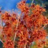Jelena Witch Hazel Shrub -Nature Garden Store Witch Hazel Jelena 600x600jpg